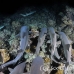 shark_whitetip_reef_mancg_ci_h_0215_cos1005.jpg